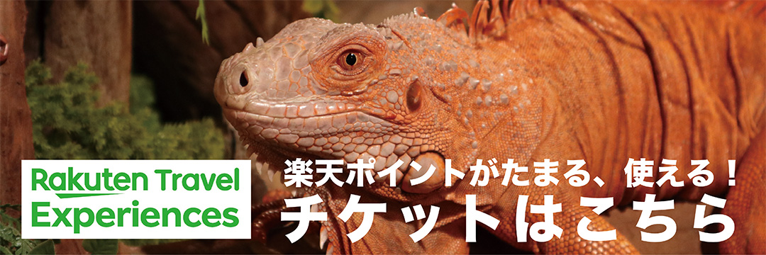 楽天トラベル観光体験