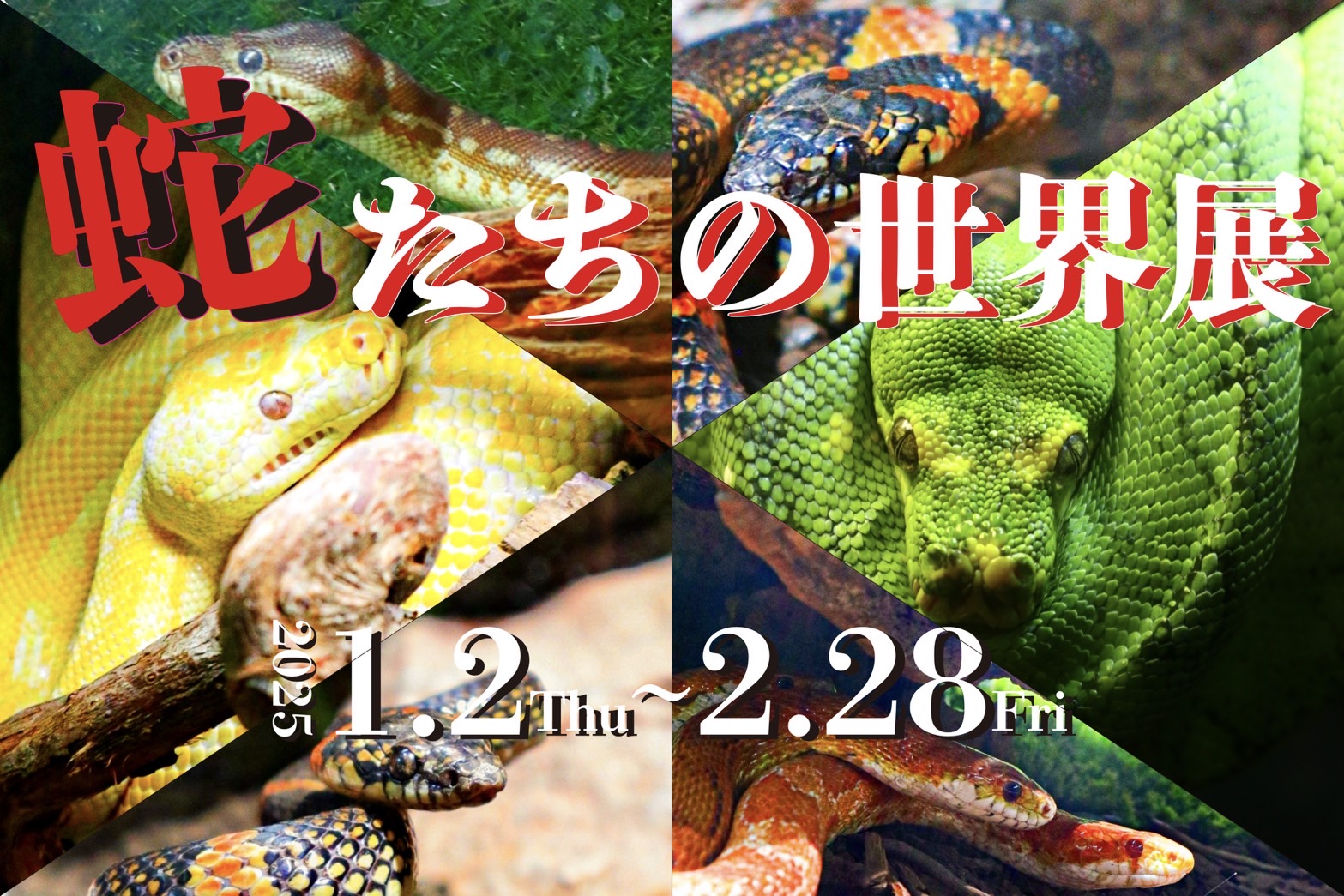 お正月イベント「蛇たちの世界展」 | 奈良県奈良市にある100種類の